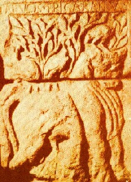 Tarvus Trigaranus