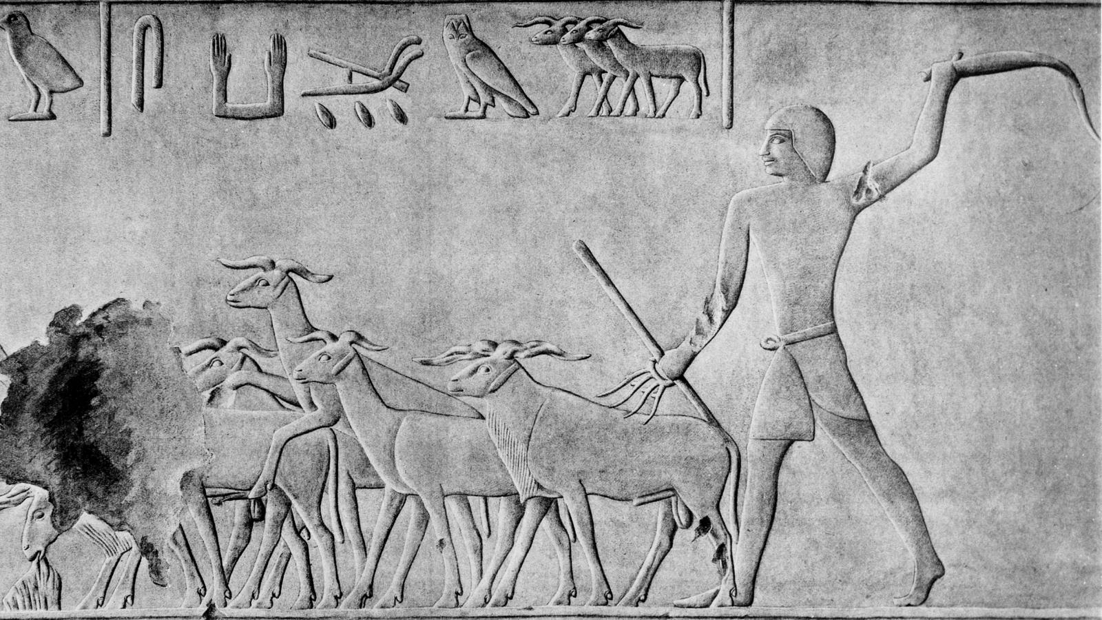 Kial Paŝtistoj Estis Abomeno por Egipto? Kvar Konvinkaj Teorioj